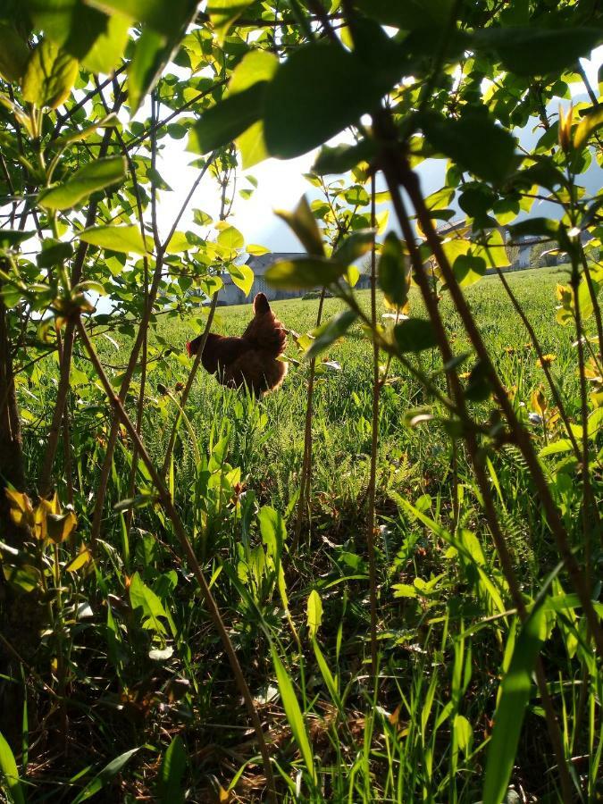 Agritur Airone Bed&Camping Levico Terme Bagian luar foto